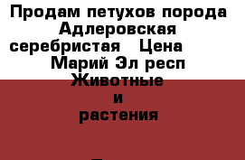 Продам петухов порода Адлеровская серебристая › Цена ­ 250 - Марий Эл респ. Животные и растения » Птицы   